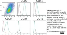 Anti Dog CD45 Antibody, clone YKIX716.13 gallery image 8