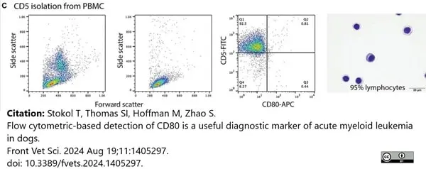 Anti Dog CD5 Antibody, clone YKIX322.3 gallery image 6