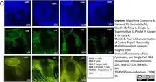 Anti Dog CD8 Antibody, clone YCATE55.9 gallery image 12