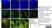 Anti Dog CD8 Antibody, clone YCATE55.9 thumbnail image 12
