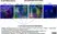 Anti Dog CD8 Antibody, clone YCATE55.9 thumbnail image 13