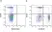 Anti Dog CD8 Antibody, clone YCATE55.9 thumbnail image 19