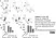 Anti Dog CD8 Antibody, clone YCATE55.9 thumbnail image 8