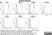 Anti Dog CD90 Antibody, clone YKIX337.217 thumbnail image 4
