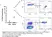 Anti Dog CD94 Antibody, clone 8H10 thumbnail image 10