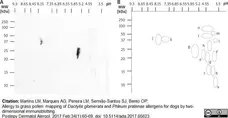 Anti Dog IgE Antibody, clone E6-71A1 gallery image 1