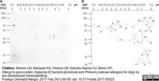 Anti Dog IgE Antibody, clone E6-71A1 gallery image 2