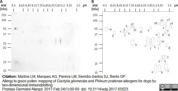 Anti Dog IgE Antibody, clone E6-71A1 gallery image 2