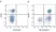 Anti Dog MHC Class II Monomorphic Antibody, clone YKIX334.2 thumbnail image 18