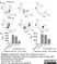 Anti Dog MHC Class II Monomorphic Antibody, clone YKIX334.2 thumbnail image 3