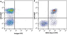Anti Dog MHC Class II Monomorphic Antibody, clone YKIX334.2 gallery image 9