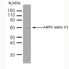 Anti AMPK Alpha 1/2 Antibody, clone 34.2 gallery image 1