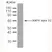Anti AMPK Alpha 1/2 Antibody, clone 34.2 thumbnail image 1