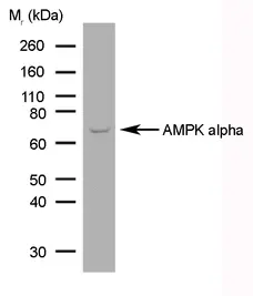 Anti AMPK Alpha 1/2 Antibody, clone 84.1 gallery image 1