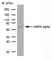 Anti AMPK Alpha 1/2 Antibody, clone 84.1 thumbnail image 1