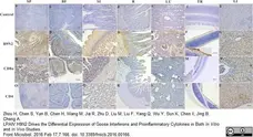 Anti Duck CD4 Antibody, clone Du CD4-2 gallery image 1