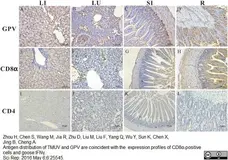 Anti Duck CD4 Antibody, clone Du CD4-2 gallery image 3