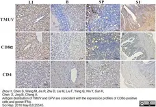 Anti Duck CD4 Antibody, clone Du CD4-2 gallery image 4
