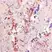 Anti Aspergillus SPP Antibody, clone WF-AF-1 thumbnail image 1