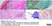 Anti Aspergillus SPP Antibody, clone WF-AF-1 thumbnail image 2