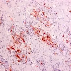 Anti Rhizopus arrhizus Antibody, clone WSSA-RA-1 gallery image 1