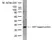 Anti GST Antibody, clone AbD03937 thumbnail image 1