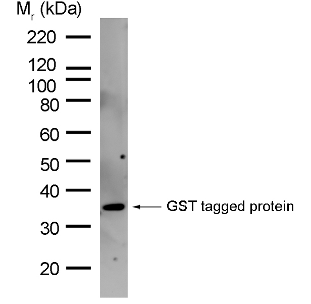 Anti GST Antibody, clone AbD03937 gallery image 1
