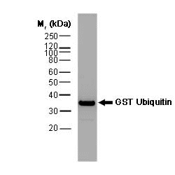 Anti GST Antibody, clone vpg66 gallery image 1