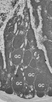 Anti Guinea Fowl Bu-1a/b Antibody, clone BoA1 thumbnail image 4