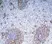 Anti Guinea Pig B Cell Subset Antibody, clone MsGp10 thumbnail image 1