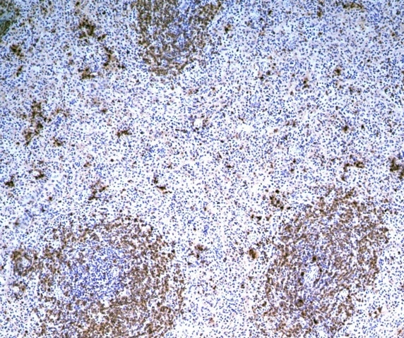 Anti Guinea Pig B Cell Subset Antibody, clone MsGp10 gallery image 1