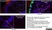 Anti Guinea Pig Lymphocytes and Langerhans Cells Antibody, clone MsGp2 thumbnail image 2