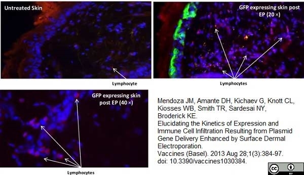 Anti Guinea Pig Lymphocytes and Langerhans Cells Antibody, clone MsGp2 gallery image 2
