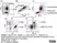 Anti Horse CD4 Antibody, clone CVS4 thumbnail image 8
