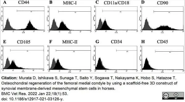 Anti Horse CD44 Antibody, clone CVS18 gallery image 10