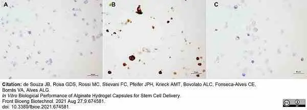 Anti Horse CD44 Antibody, clone CVS18 gallery image 11