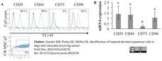 Anti Horse CD44 Antibody, clone CVS18 gallery image 4