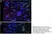 Anti Horse CD44 Antibody, clone CVS18 thumbnail image 5