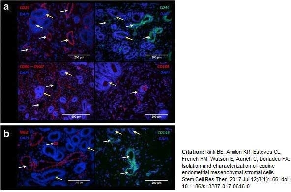 Anti Horse CD44 Antibody, clone CVS18 thumbnail image 5