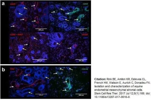 Anti Horse CD44 Antibody, clone CVS18 gallery image 5