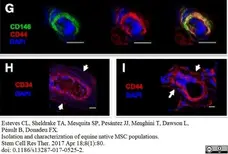 Anti Horse CD44 Antibody, clone CVS18 gallery image 9