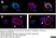 Anti Horse CD44 Antibody, clone CVS18 thumbnail image 9