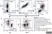 Anti Horse CD8 Antibody, clone CVS21 thumbnail image 7