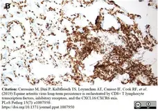 Anti Horse CD8 Antibody, clone CVS8 gallery image 4