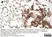 Anti Horse CD8 Antibody, clone CVS8 thumbnail image 4