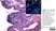 Anti Horse CD8 Antibody, clone CVS8 thumbnail image 5