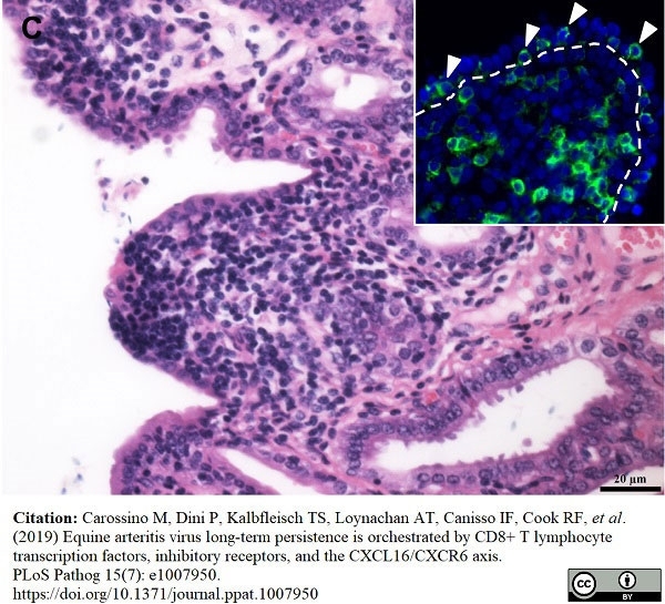 Anti Horse CD8 Antibody, clone CVS8 gallery image 5
