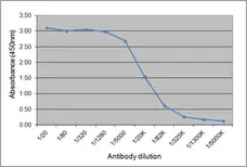 Anti Horse IgGa Antibody, clone CVS48 gallery image 1