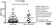 Anti Horse IgGb Antibody, clone CVS39 thumbnail image 2