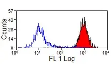 Anti Horse MHC Class I Monomorphic Antibody, clone CVS22 gallery image 2